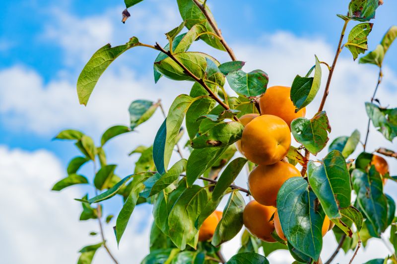 Where to Find a Persimmon Tree for Sale Near You (And Which One to Actually Pick)