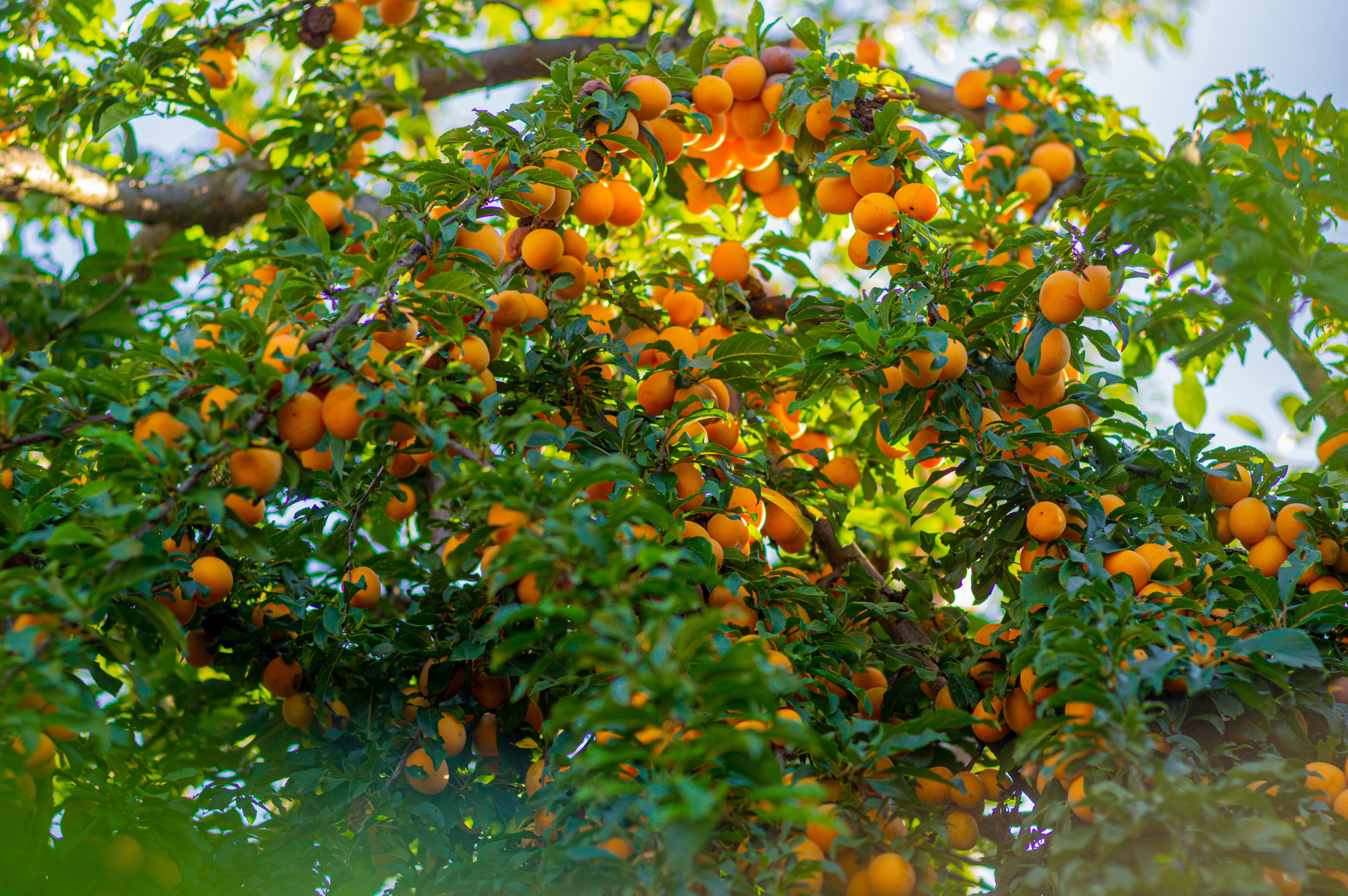 Ripe orange persimmon fruits hanging on bare tree branches in late autumn