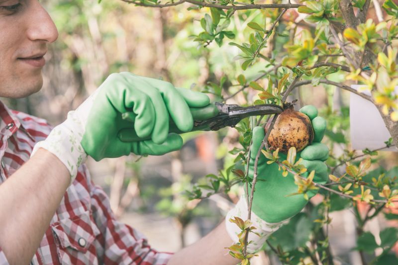 persimmon tree maintenance