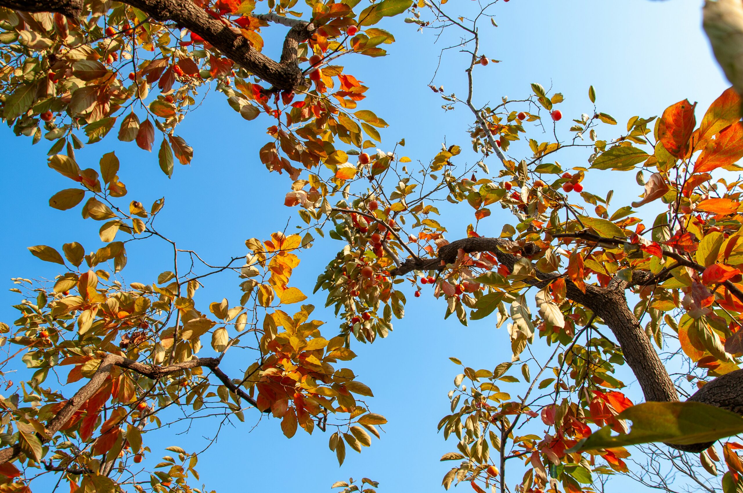 From Bare Root to Bumper Crop: Persimmon Tree Maintenance Tips That Actually Work