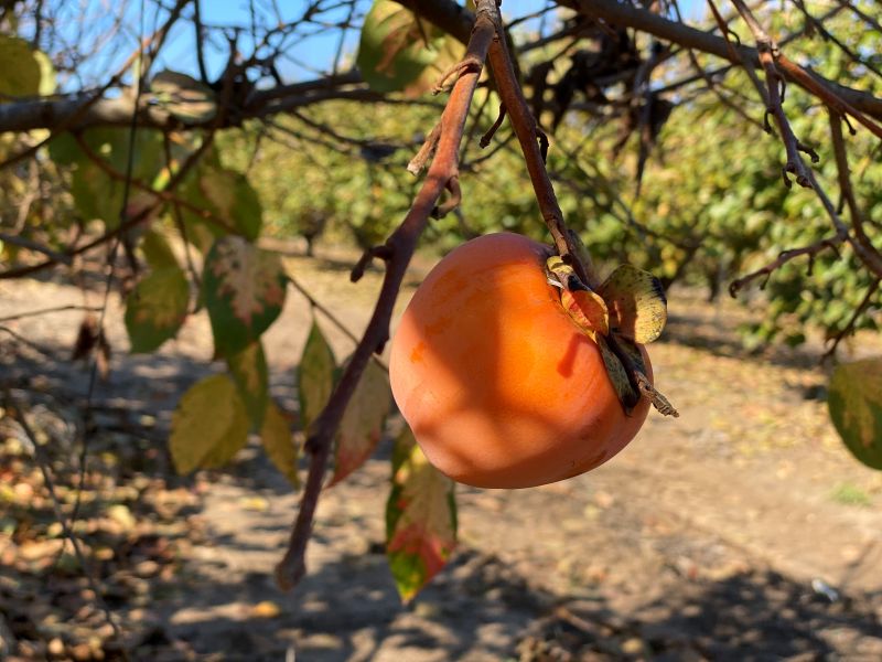 persimmon tree for sale