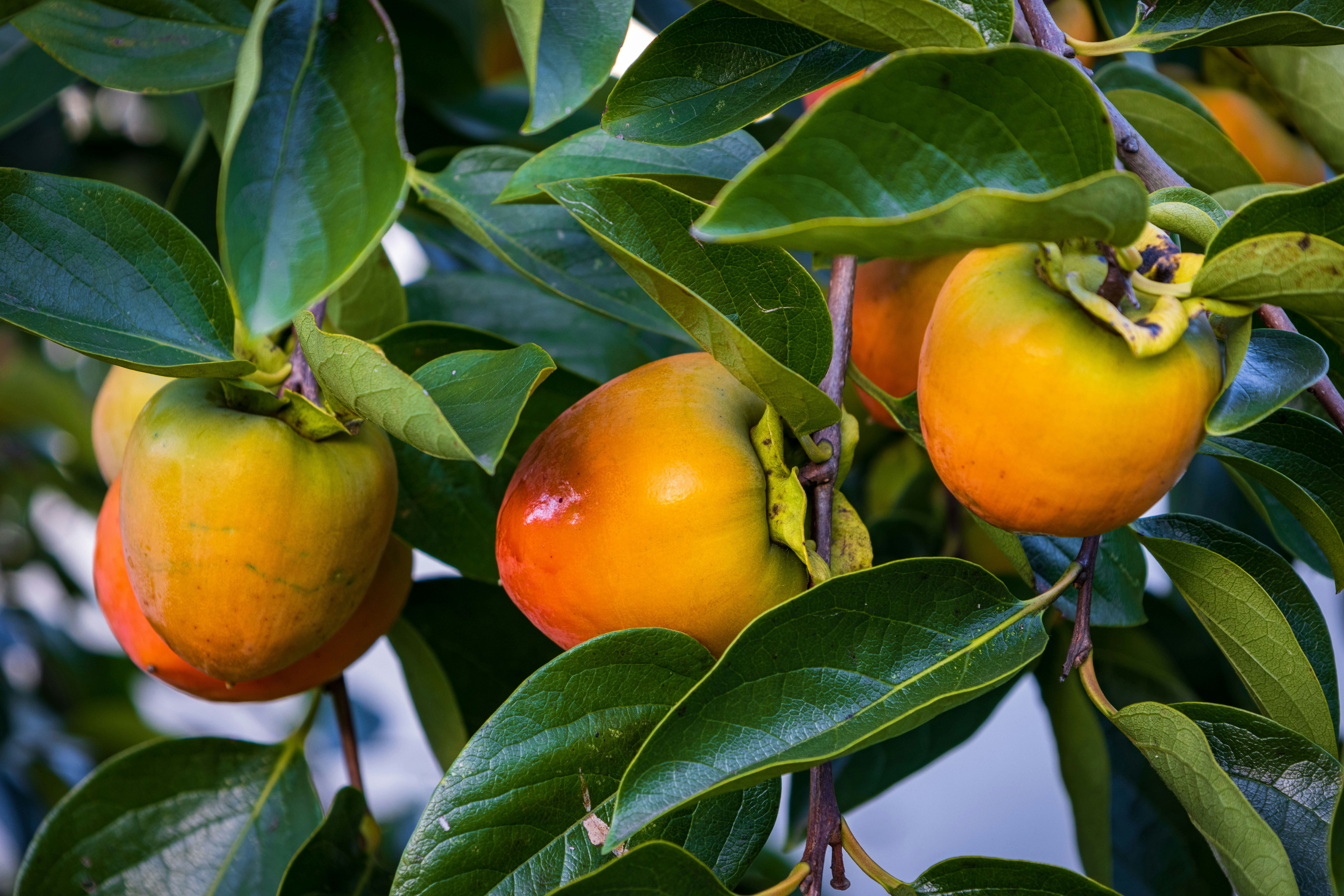 American persimmon Diospyros virginiana small orange fruits on native tree